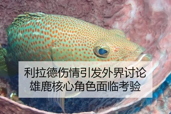 利拉德伤情引发外界讨论 雄鹿核心角色面临考验